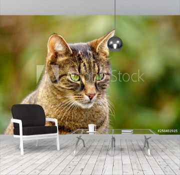 Picture of Portrait of a tabby cat